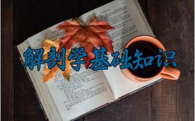 解剖学基础知识 解剖学的由来与历史发展及重要性
